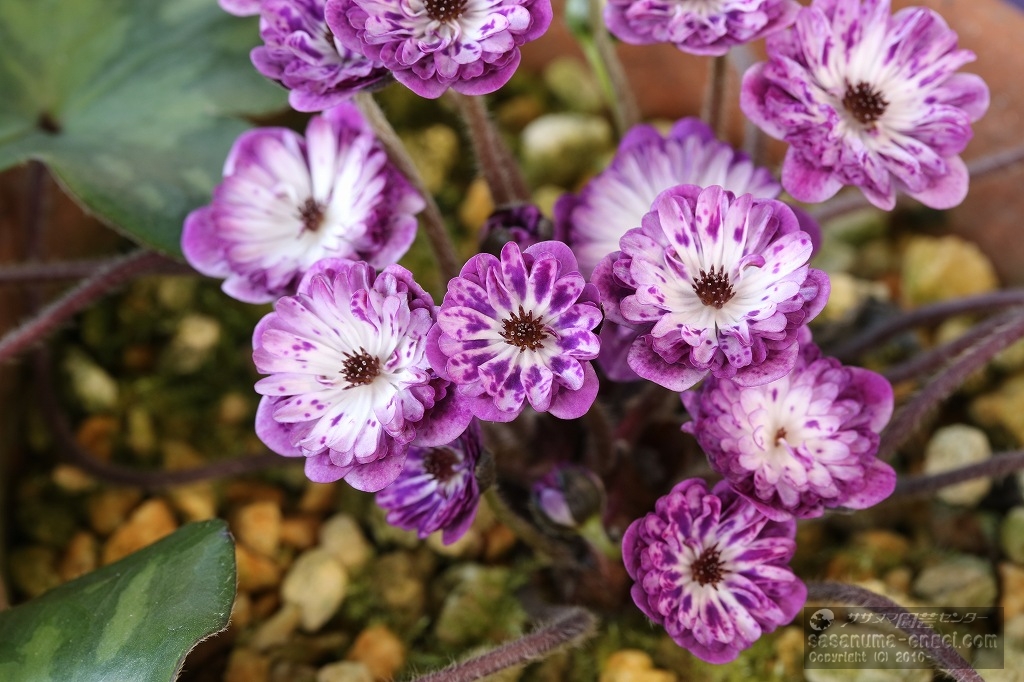 二段咲金賞「李牧(りぼく)」 二段咲金賞「李牧(りぼく)」