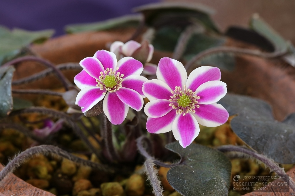 標準花銅賞「一文桜(いちもんざくら)」 標準花銅賞「一文桜(いちもんざくら)」