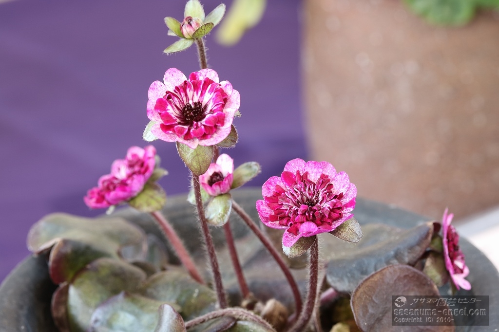 二段唐子咲銅賞「焼峰(やきみね)」 二段唐子咲銅賞「焼峰(やきみね)」