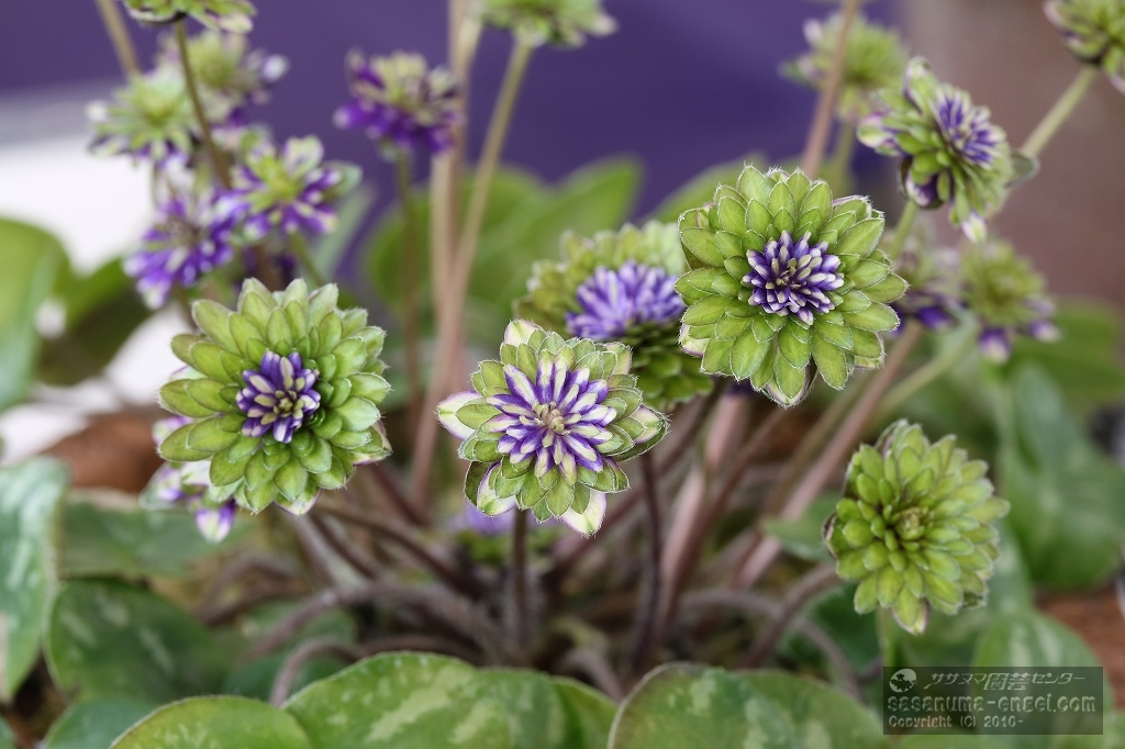 千重咲銅賞「王騎(おうき)」 千重咲銅賞「王騎(おうき)」