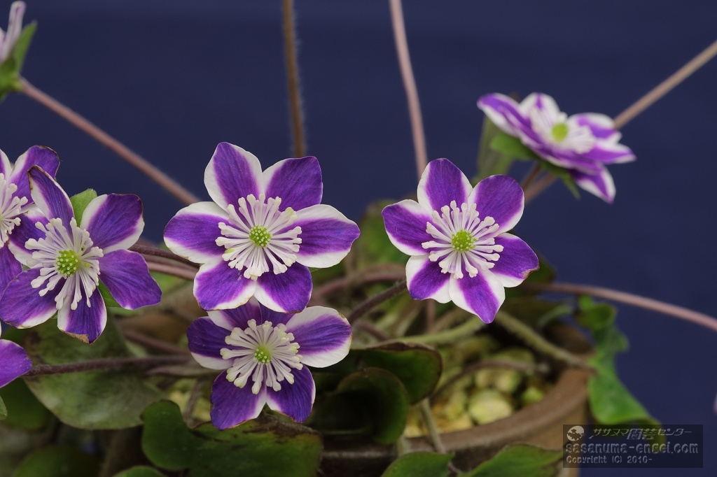 第30回名誉会長賞 「禅(ぜん)」(日輪咲) 第30回名誉会長賞 「禅(ぜん)」(日輪咲)