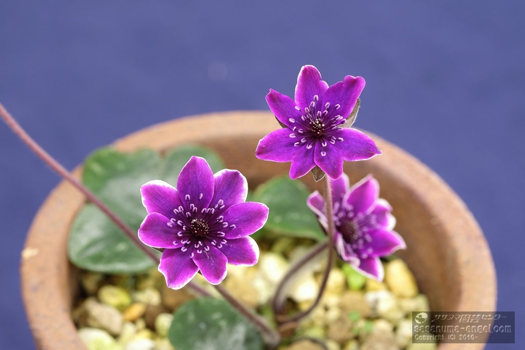 実生標準花部門金賞「無銘」 実生標準花部門金賞「無銘」