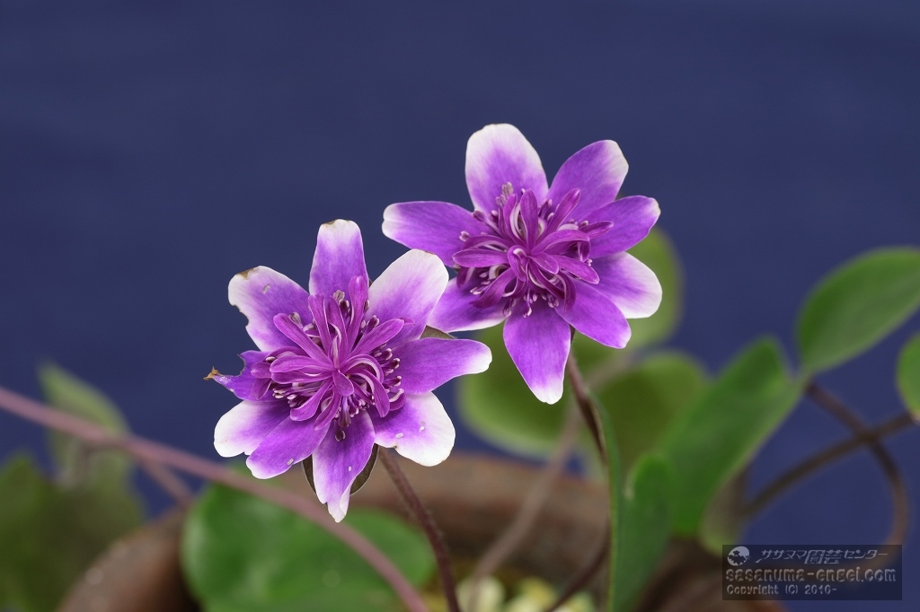 唐子部門金賞 「紫福(しふく)」 唐子部門金賞 「紫福(しふく)」