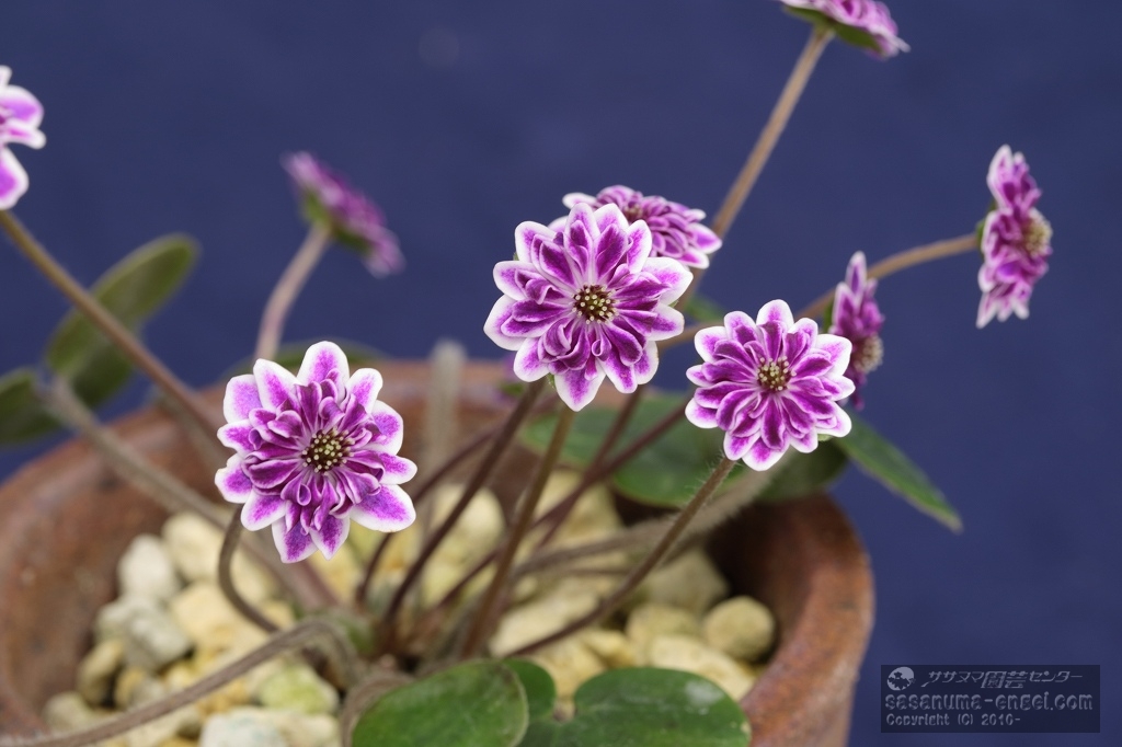 二段唐子咲部門銀賞 「高志の哉芽(こうしのかなめ)」 二段唐子咲部門銀賞 「高志の哉芽(こうしのかなめ)」