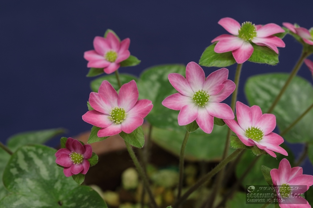乙女咲部門銀賞 「春色(しゅんしょく)」 乙女咲部門銀賞 「春色(しゅんしょく)」