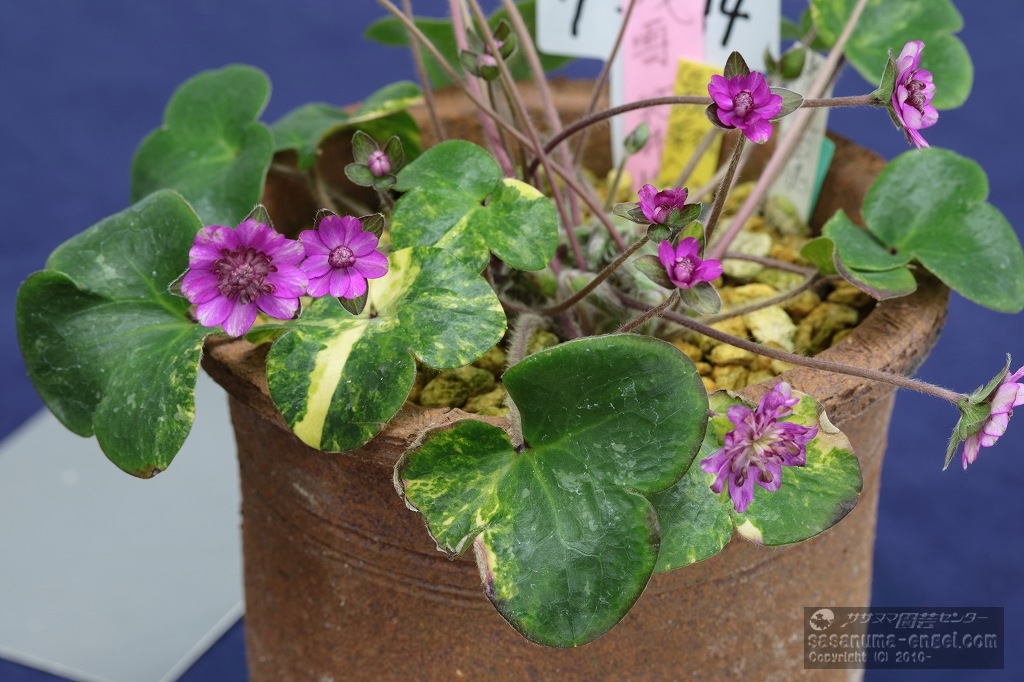 珍品部門銅賞 「魚沼残雪(うおぬまざんせつ)」 珍品部門銅賞 「魚沼残雪(うおぬまざんせつ)」