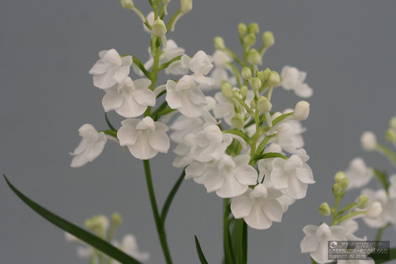アワチドリ系純白花