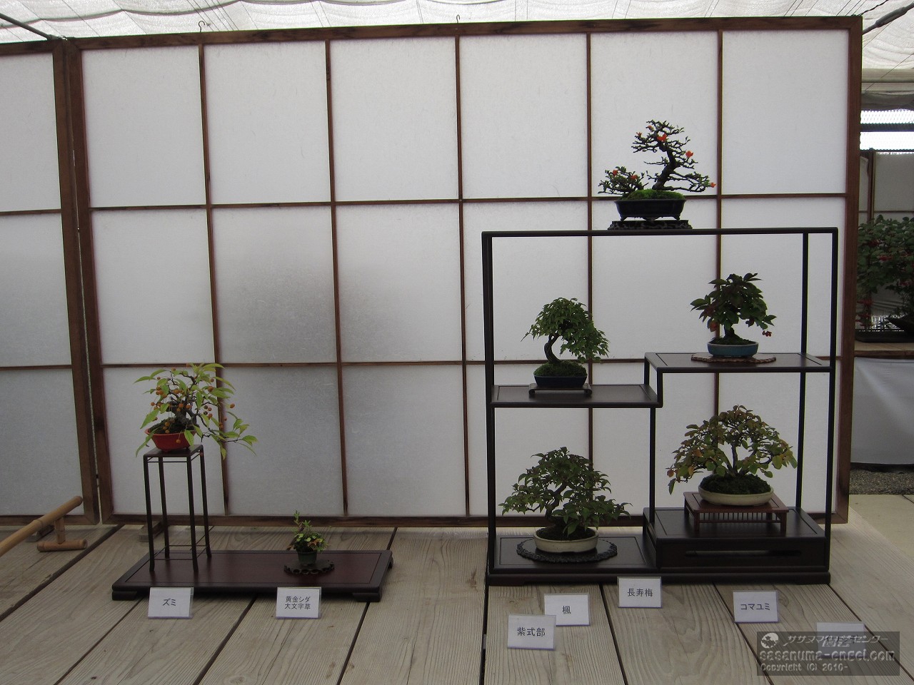 （左から）ズミ、黄金シダ、大文字草　（上左から）長寿梅、楓、コマユミ、紫式部、イワシデ