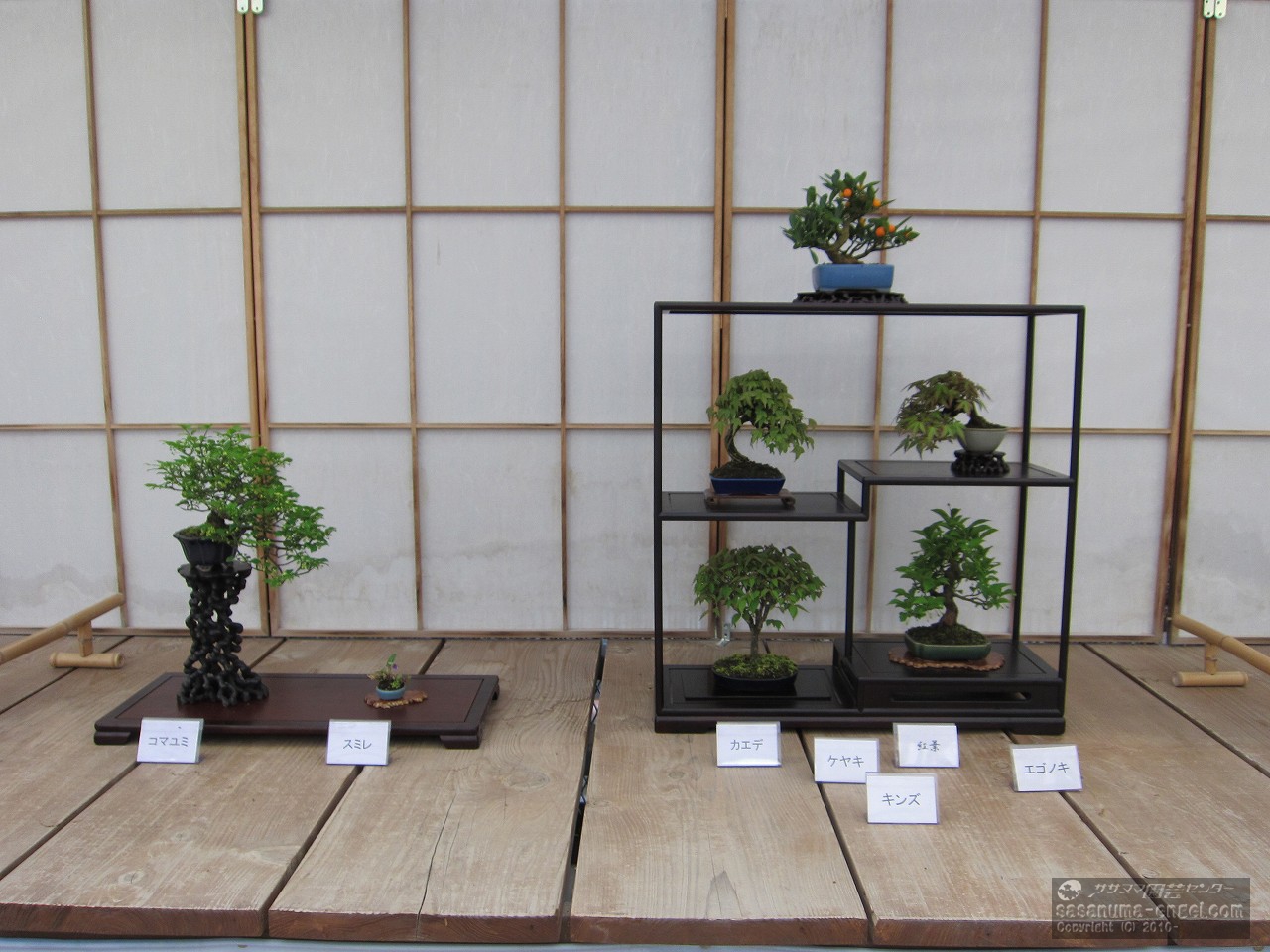 コマユミ、スミレ、（上から）キンズ、楓、紅葉、ケヤキ、エゴノキ（写真は平成２９年のものです。）