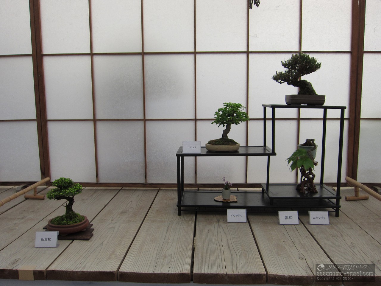 蝦夷松、（上左から）黒松、コマユミ、ニホンヅタ、イワチドリ