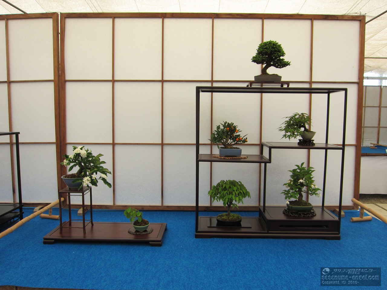 石化檜、紅葉、エノキ、ケヤキ、ツタ、日本カマツカ（写真は平成２９年のものです。）