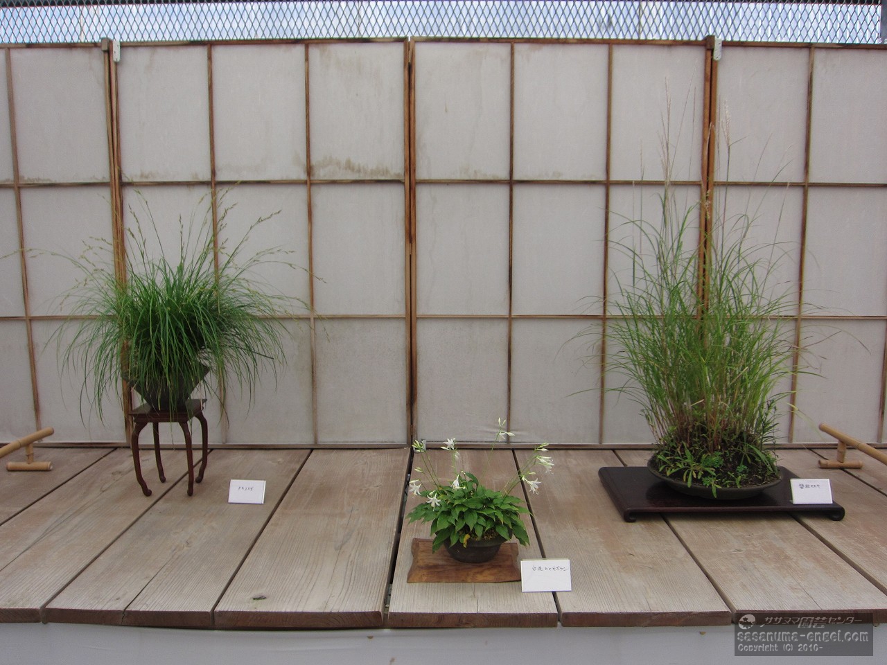 （左から）ナキリスゲ、白花ヒメギボウシ、磐秋ススキ（写真は平成２９年のものです。）