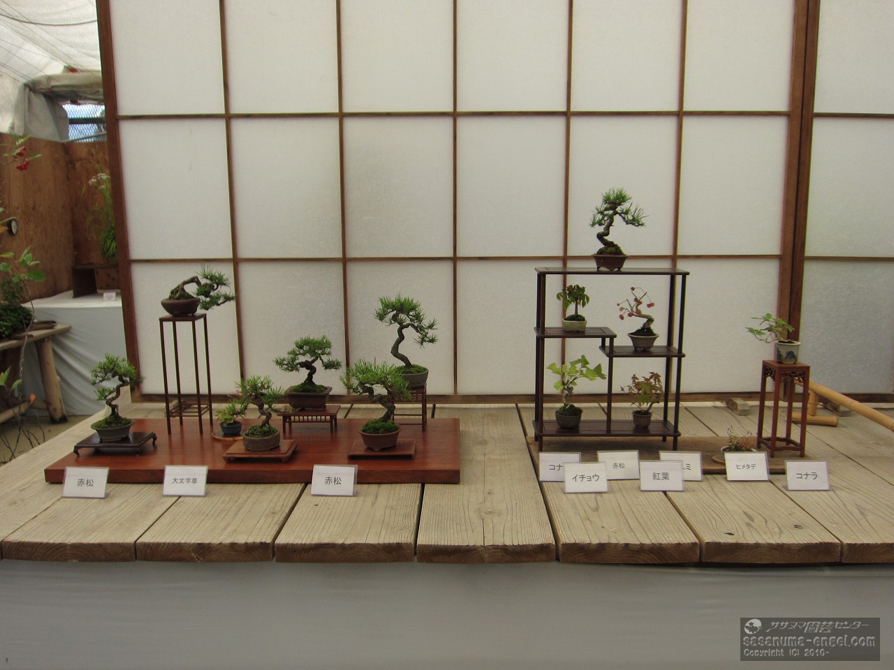 赤松（6本）大文字草、（上左から）赤松、コナラ、マユミ、イチョウ、紅葉、ヒメタデ、コナラ