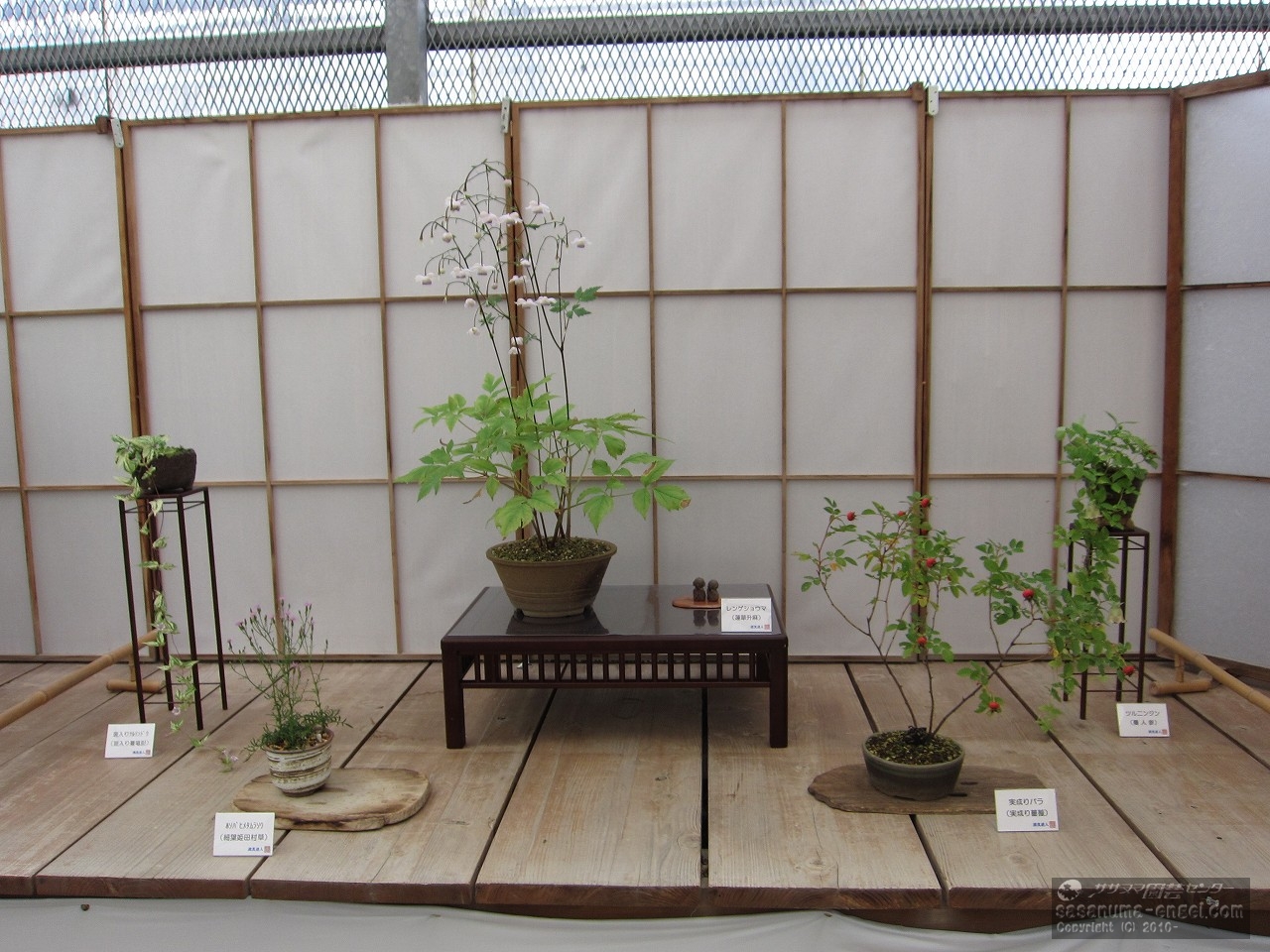 （左から）斑入りツルリンドウ、ホソバヒメタムラソウ、レンゲショウマ、実成りバラ、ツルニンジン（写真は平成３０年のものです。）