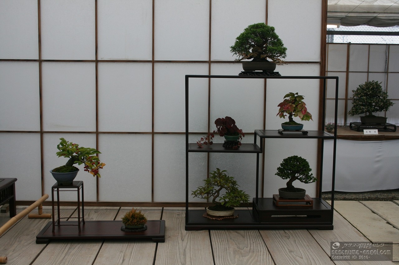 日本カマツカ、黄金シダ、（左上から）真柏、ツタ、コマユミ、紫式部、石化檜（写真は平成３０年のものです。）