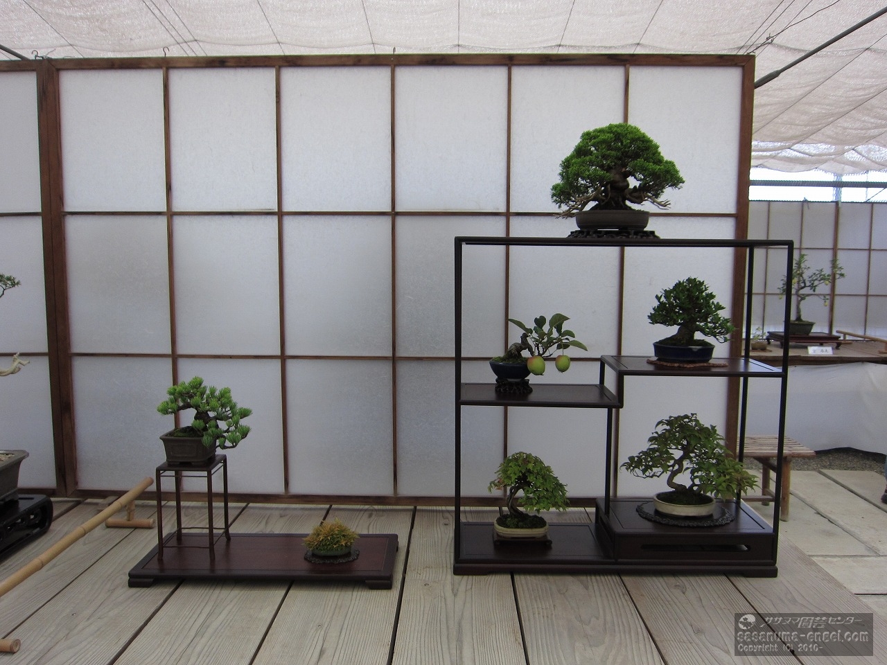 （左から）五葉松、黄金シダ、（上左から）真柏、姫リンゴ、クチナシ、カエデ、コムラサキシキブ