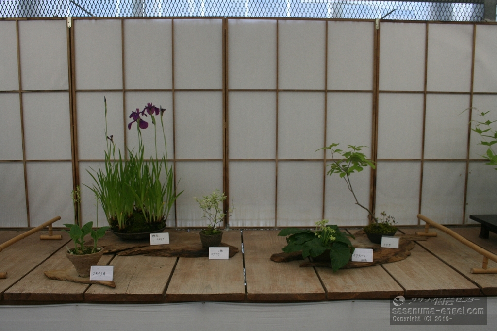 （左から）クモキリソウ、野花ショウブ、斑入りコデマリ、イワタバコ白花、コナラ