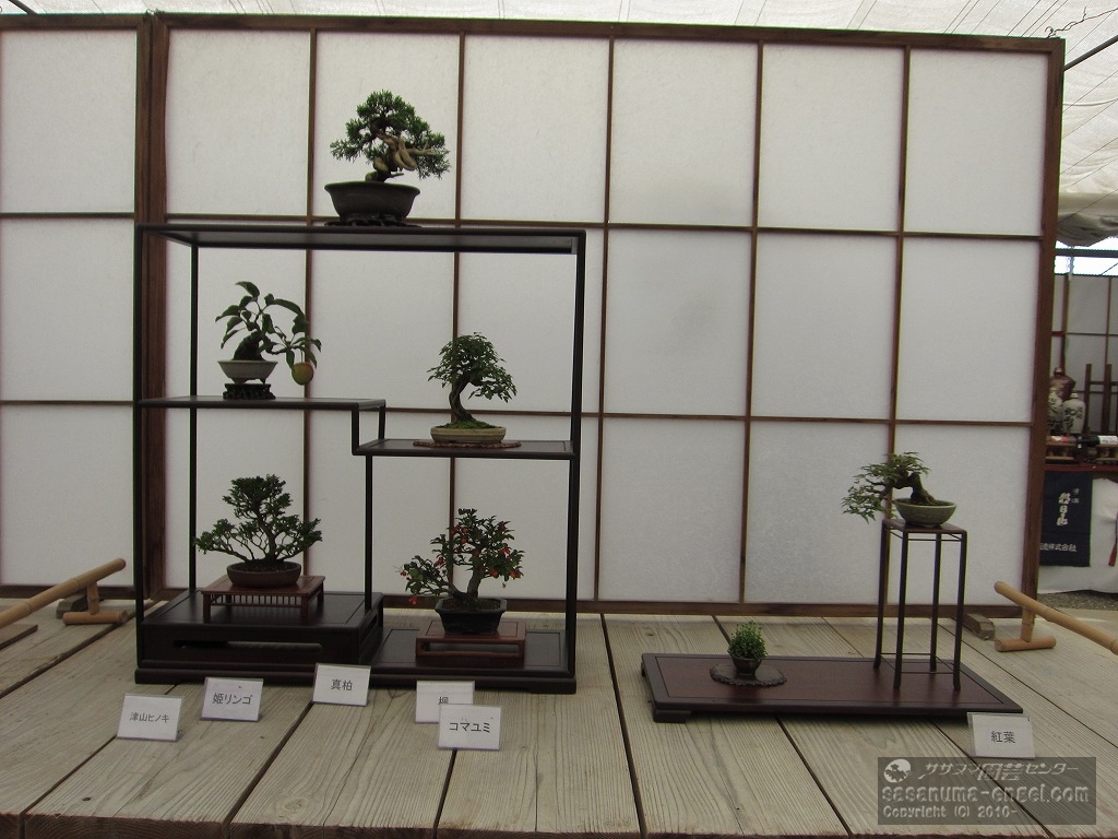 （上、左から）真柏、姫リンゴ、カエデ、津山ヒノキ、コマユミ、（右）ウメバチソウ、紅葉