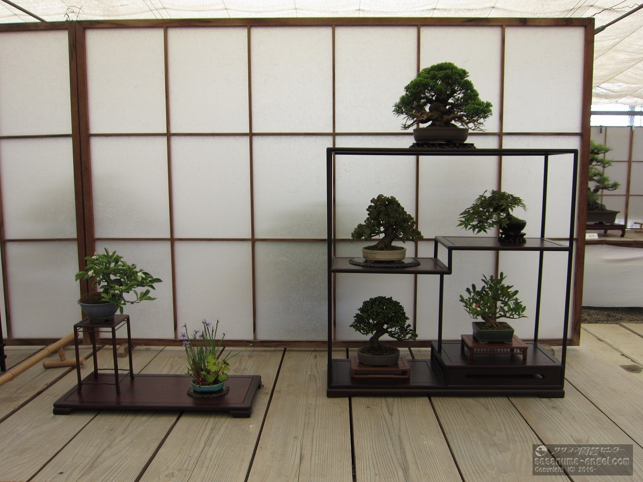 （左から）日本カマツカ、三寸アヤメ、（上、右から）真柏、紅葉、カエデ、キンズ、石化檜（写真は令和元年のものです。）