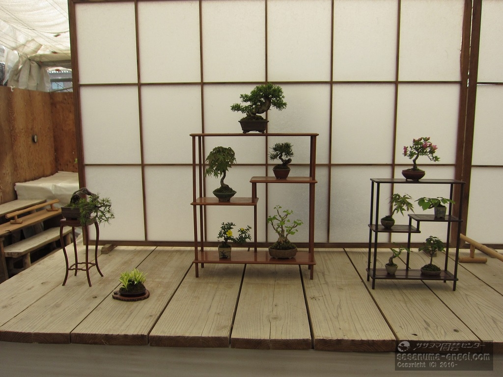 （左から）五葉松、ギボウシ（中上左から）真柏、紅葉、黒松、ロウバイ、イチョウ（右上左から）サツキ、紅葉、コナラ、イチョウ、ケヤキ