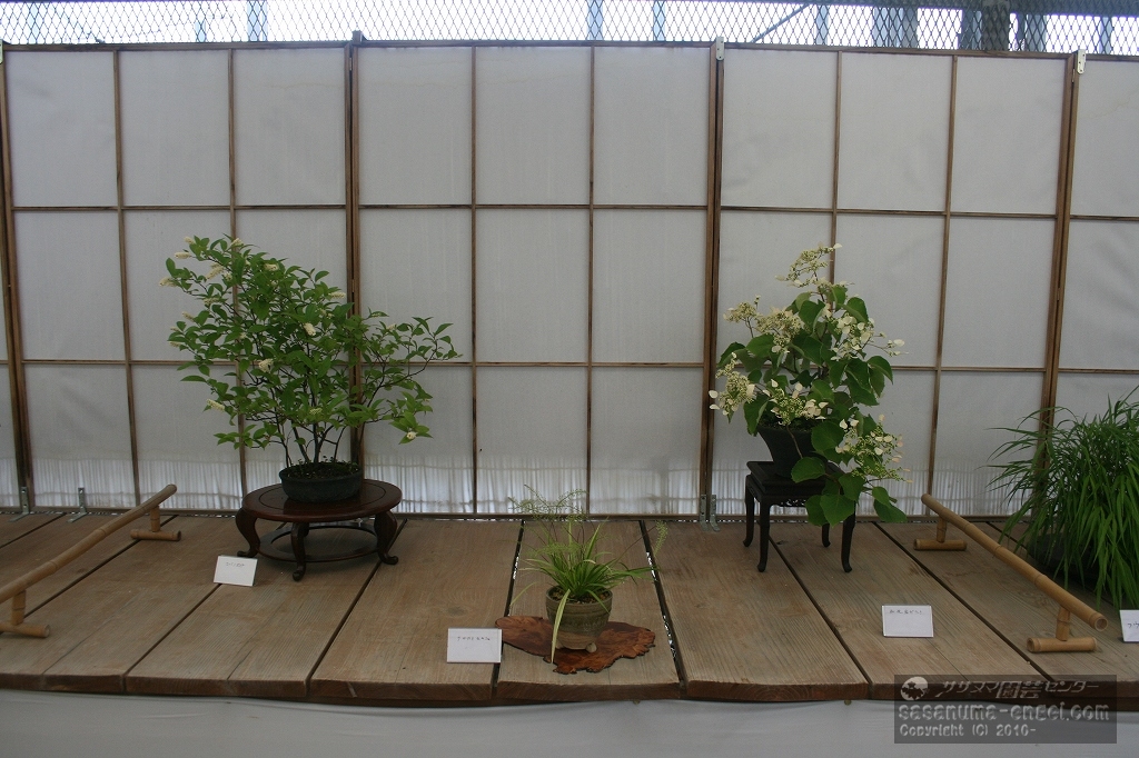 （左から）コバノズイナ、クロカミセキショウ、赤花イワガラミ（写真は令和２年のものです。）