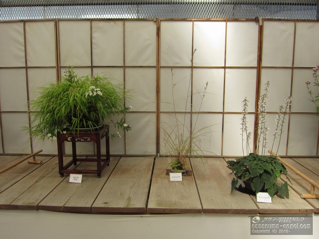 （左から）風知草・野菊、オガルガヤ、テイショソウ