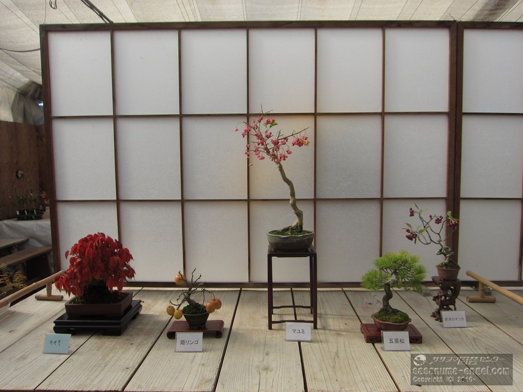 （左から）ケヤキ、姫リンゴ、マユミ、五葉松、西洋カマツカ