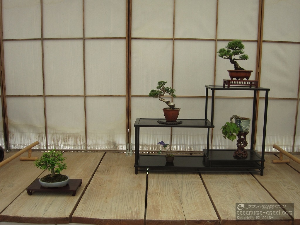 （左から）コマユミ（右上から）五葉松、真柏、日本ツタ、オダマキ