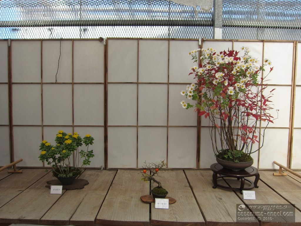 （左から）イソギク、ロウヤ柿、コバノズイナ・ノジギク（写真は令和３年のものです。）