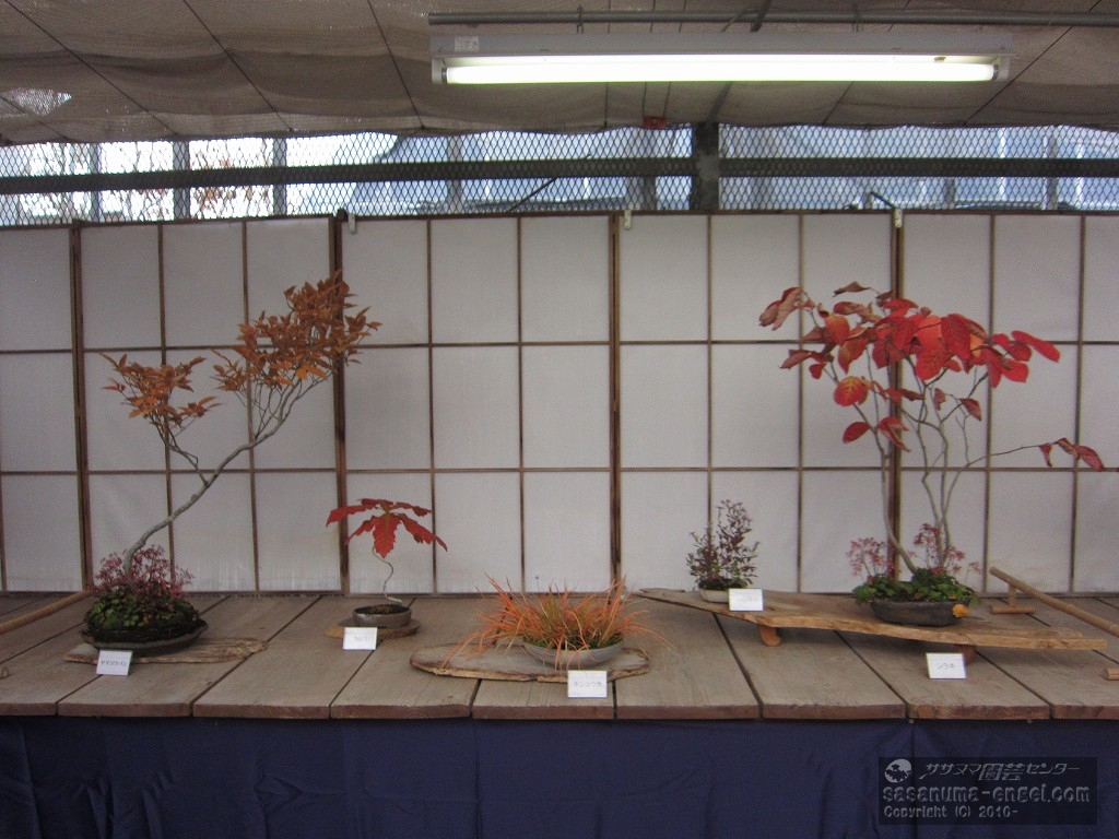 （左から）ヤマコウバシ、カシワ、キンコウカ、野紺菊、シラキ
