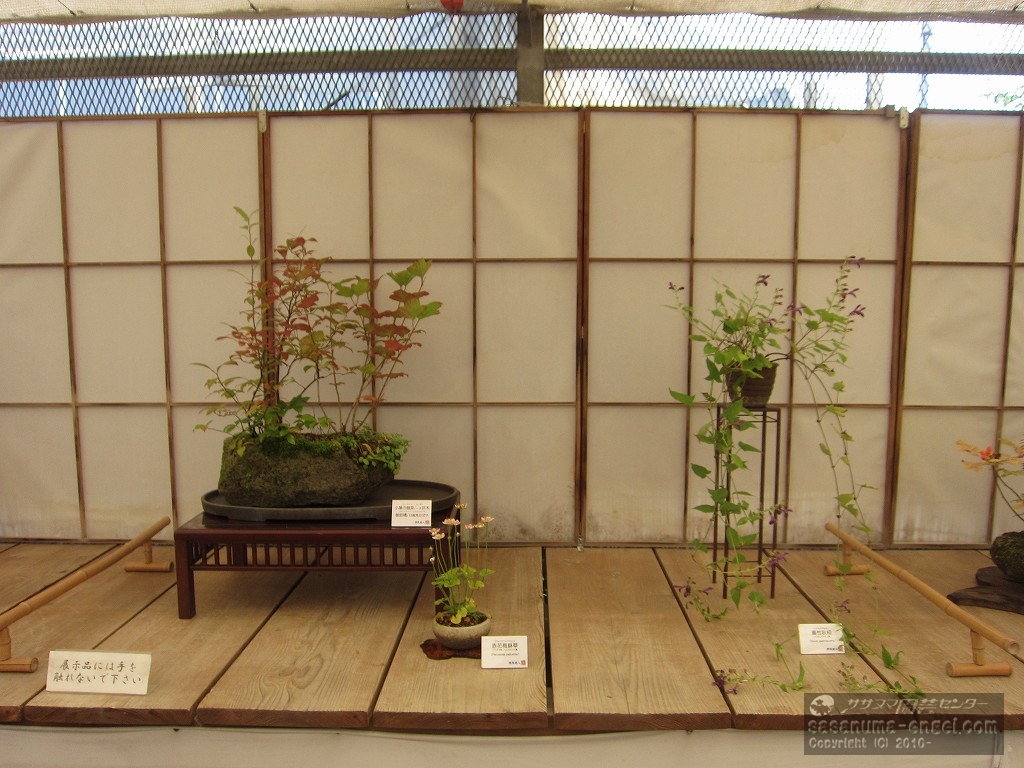 （左から）コバノズイナ・カンボク・ゴゼンタチバナ・ヒダカミセバヤ、赤花ウメバチソウ、ツタ性アキギリ（写真は令和４年のものです。）