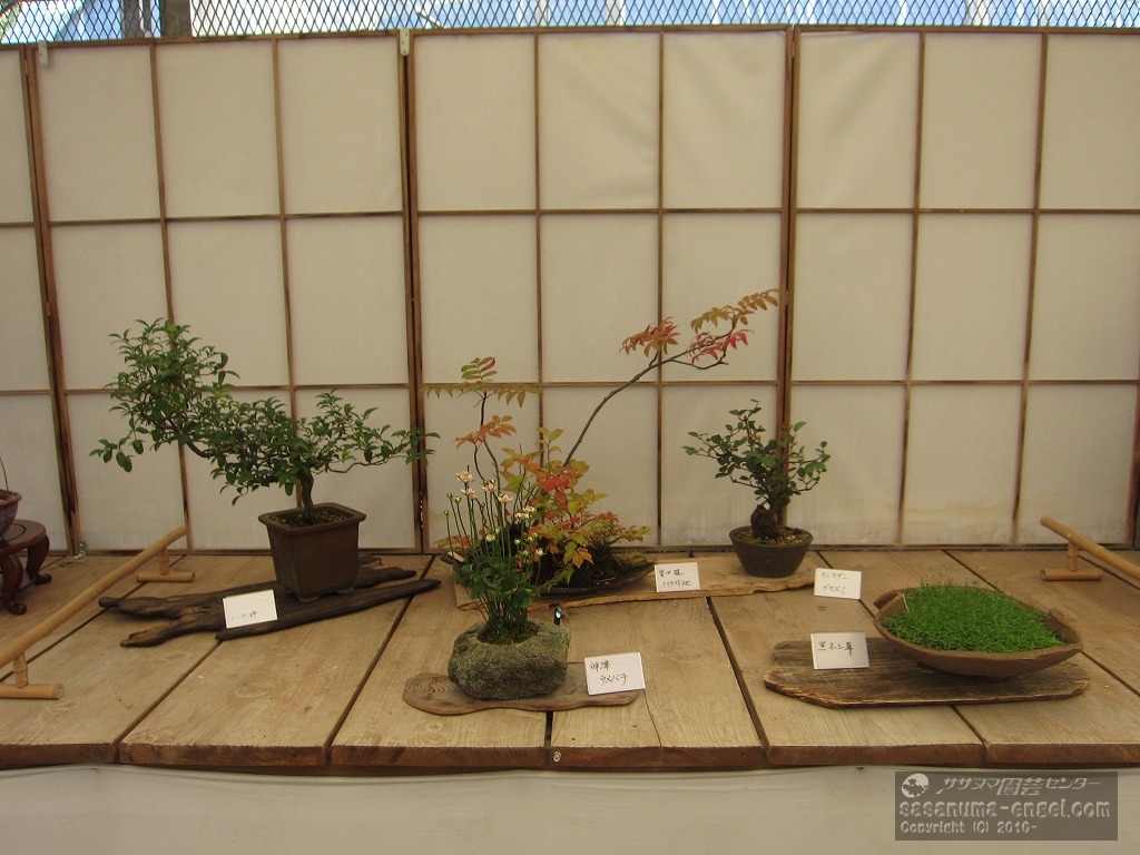 （左から）ロウヤ柿、神津ウメバチソウ、ナナカマド他、金華山ガマズミ、クロホシクサ（写真は令和４年のものです。）