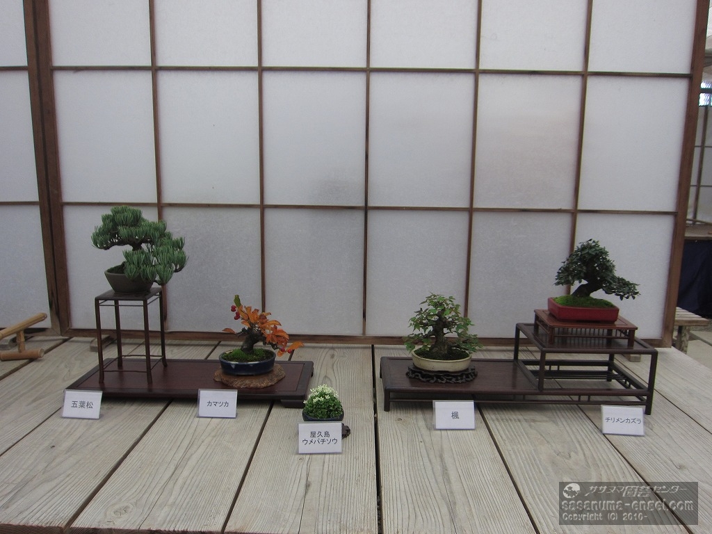（左から）五葉松、カマツカ、屋久島梅鉢草、楓、チリメンカズラ