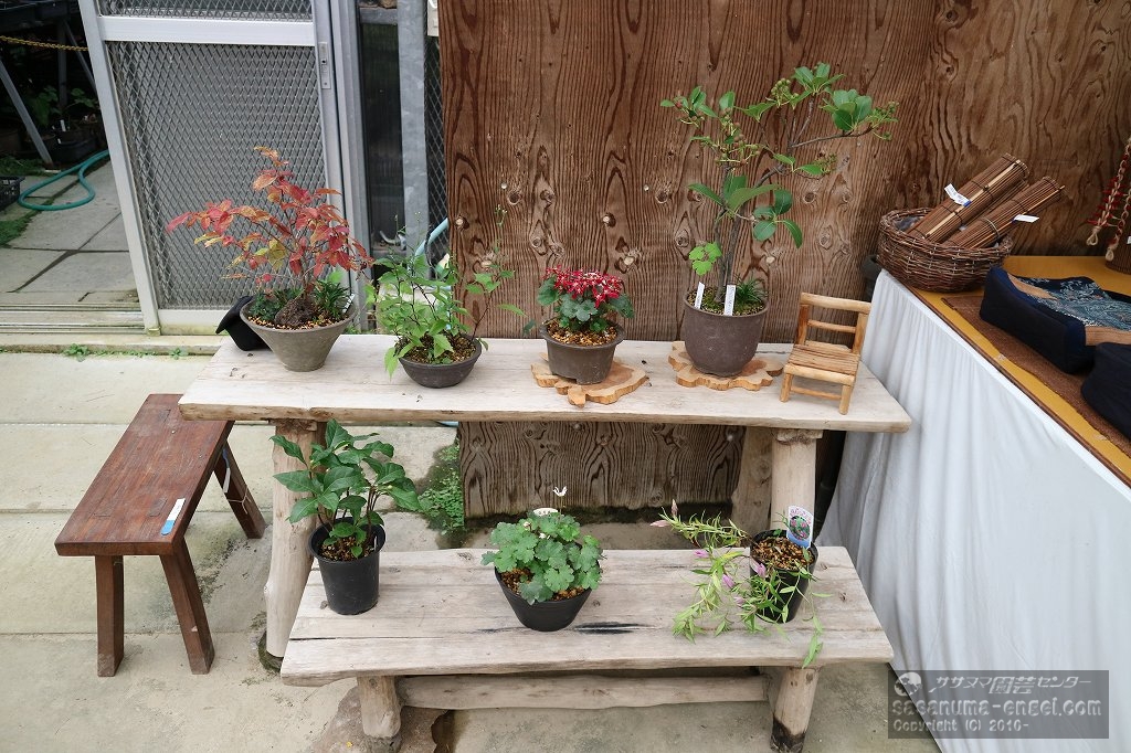 寄せ植え 寄せ植え