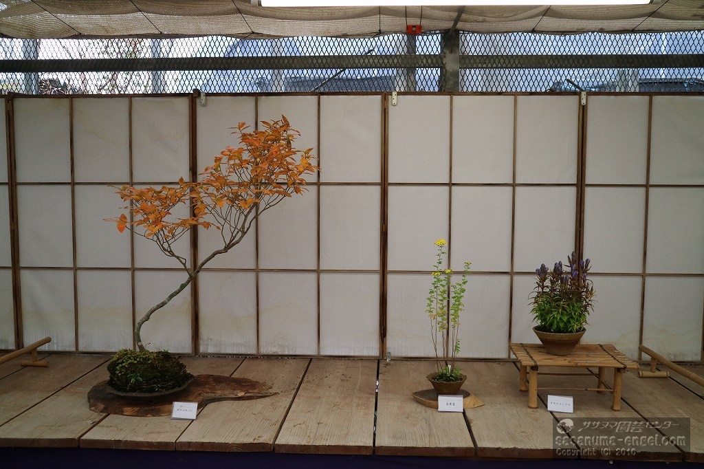 ヤマコウバシ、島寒菊、オヤマリンドウ(写真は令和6年のものです) ヤマコウバシ、島寒菊、オヤマリンドウ(写真は令和6年のものです)