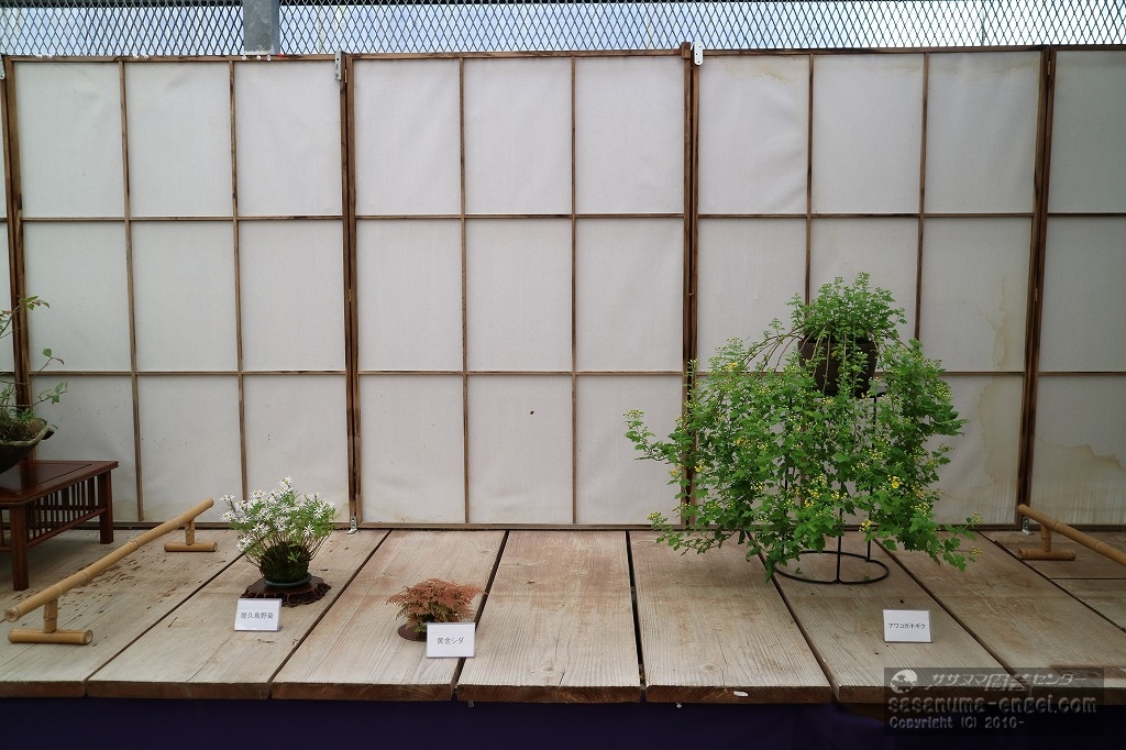 屋久島野菊、黄金シダ、アワコガネギク(写真は令和6年のものです) 屋久島野菊、黄金シダ、アワコガネギク(写真は令和6年のものです)