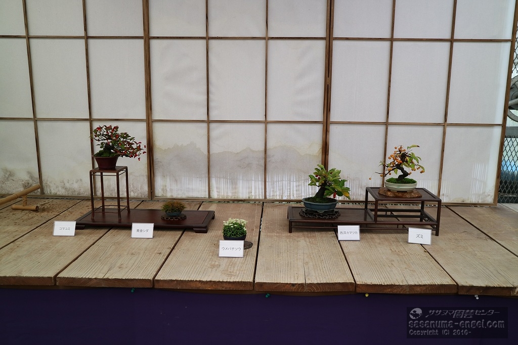 コマユミ、黄金シダ、ウメバチソウ、カマツカ、ズミ(写真は令和6年のものです) コマユミ、黄金シダ、ウメバチソウ、カマツカ、ズミ(写真は令和6年のものです)