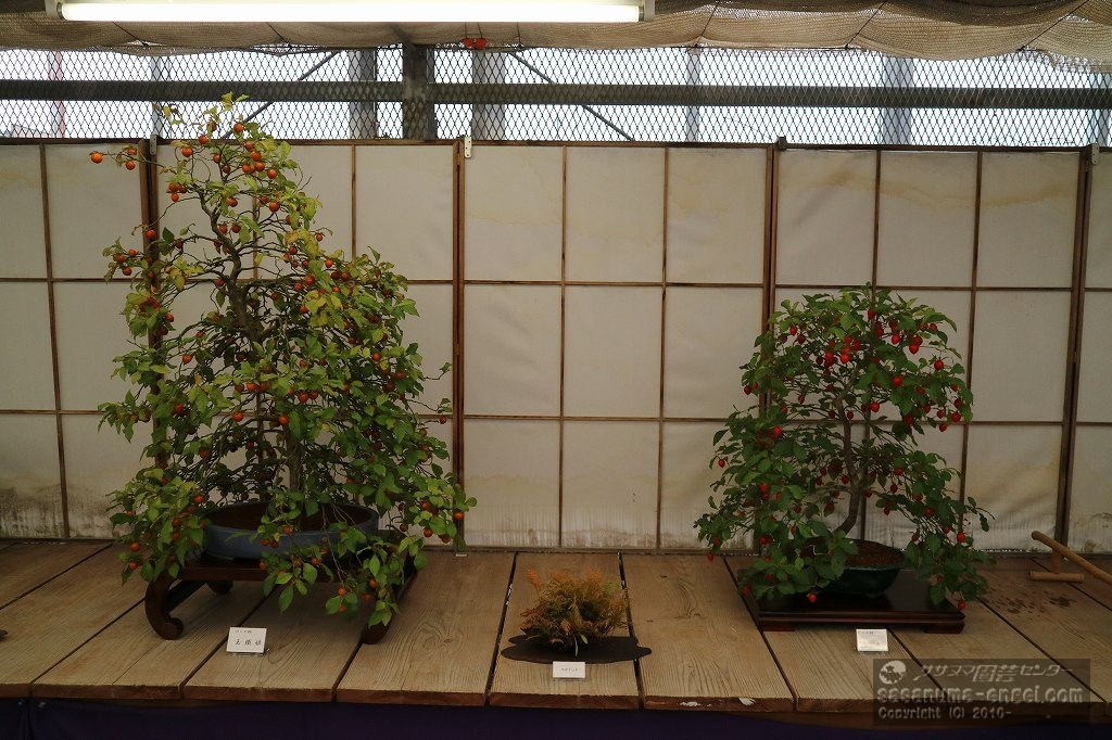 ロウヤ柿「玉織姫」、黄金シダ、ロウヤ柿「萬寿」(写真は令和6年のものです) ロウヤ柿「玉織姫」、黄金シダ、ロウヤ柿「萬寿」(写真は令和6年のものです)