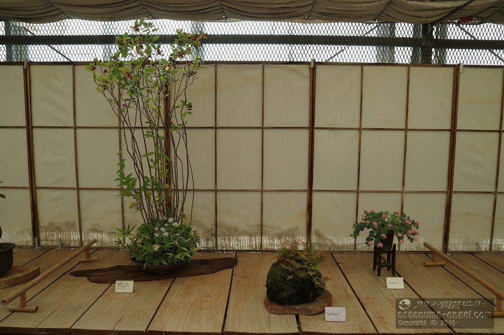 西洋カマツカ・屋久島野菊・リンドウ、コガネシダ、ミセバヤ 西洋カマツカ・屋久島野菊・リンドウ、コガネシダ、ミセバヤ