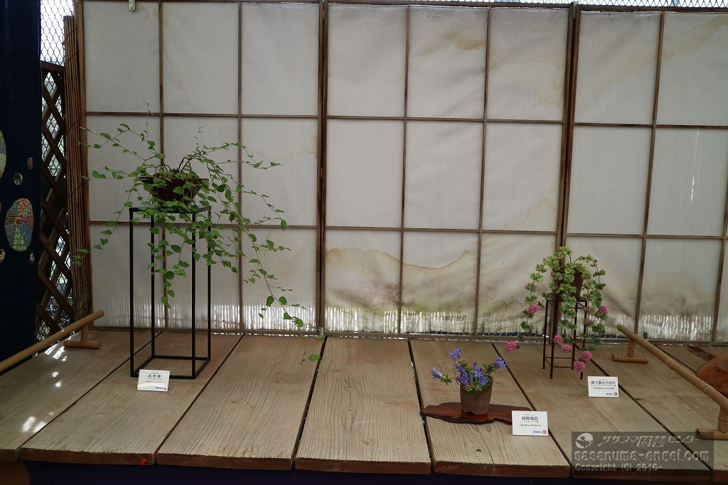 コウヤボウキ、アサマリンドウ、獅子葉ミセバヤ コウヤボウキ、アサマリンドウ、獅子葉ミセバヤ