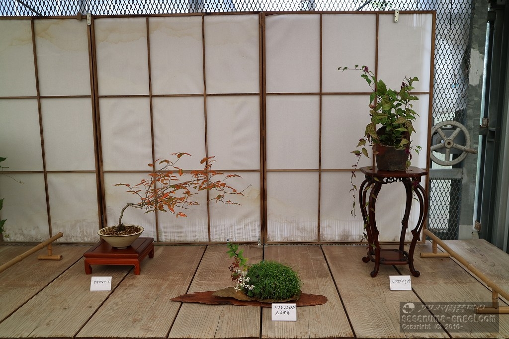 ヤマコウバシ、屋久島カンスゲ・大文字草、ルリスズカケソウ ヤマコウバシ、屋久島カンスゲ・大文字草、ルリスズカケソウ