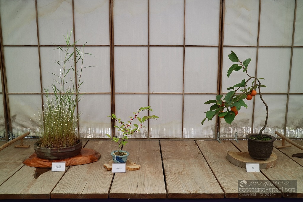 白玉ホシクサ・サイコアシ、ウメモドキ、柿 白玉ホシクサ・サイコアシ、ウメモドキ、柿