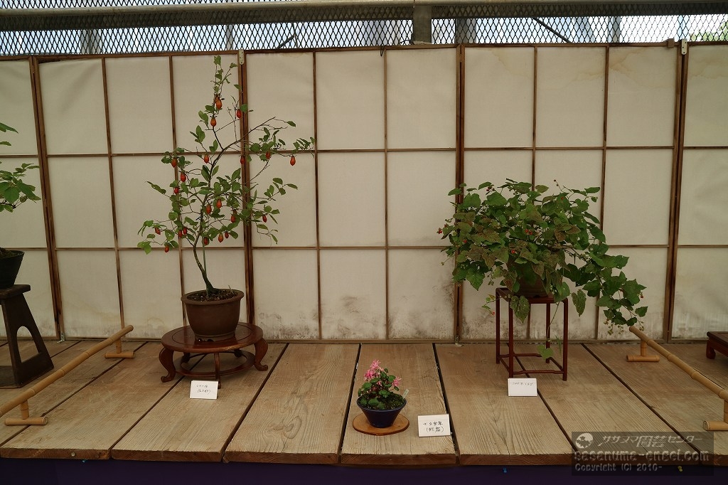 ロウヤ柿「長太郎」、大文字草「秋扇」、ミヤマフユイチゴ ロウヤ柿「長太郎」、大文字草「秋扇」、ミヤマフユイチゴ