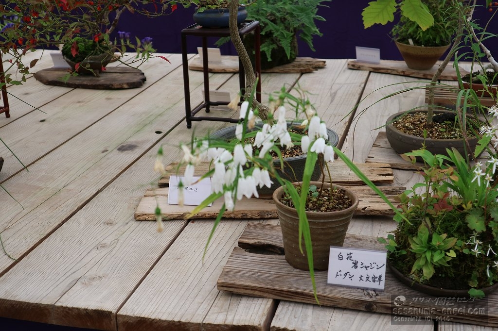 白花岩シャジン 白花岩シャジン