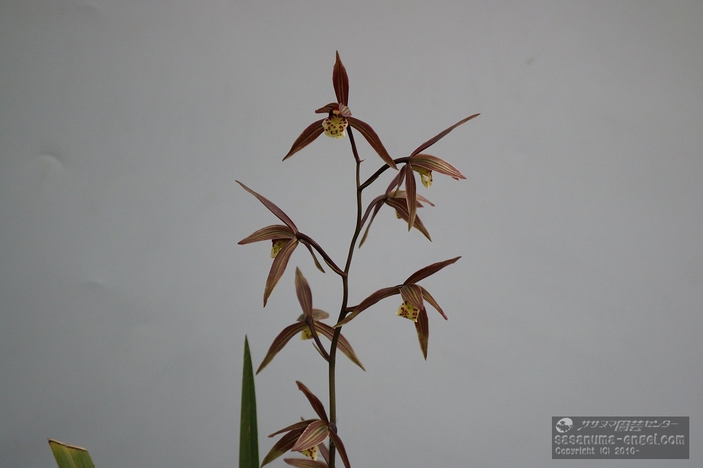 都矢姫(写真は令和6年のものです) 都矢姫(写真は令和6年のものです)