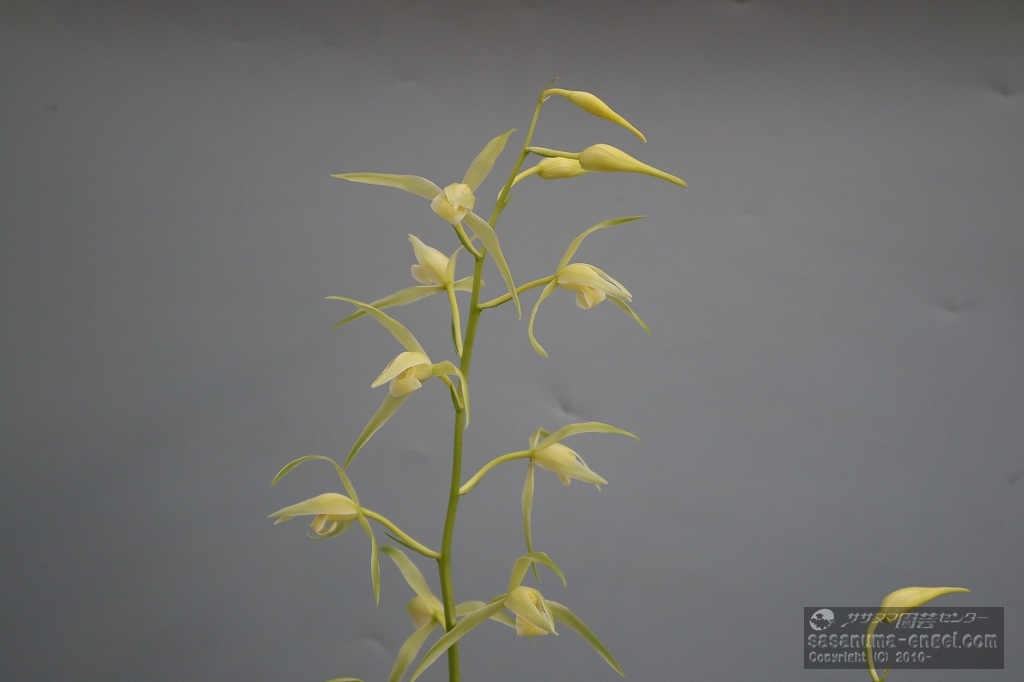 豊雪(写真は令和6年のものです) 豊雪(写真は令和6年のものです)