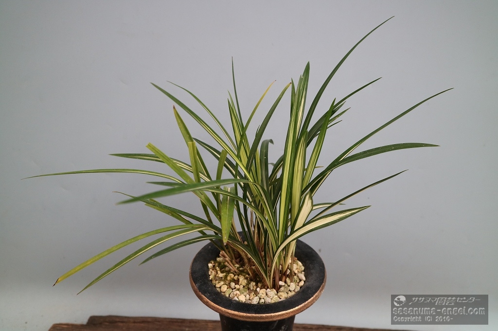 無銘(写真は令和6年のものです) 無銘(写真は令和6年のものです)