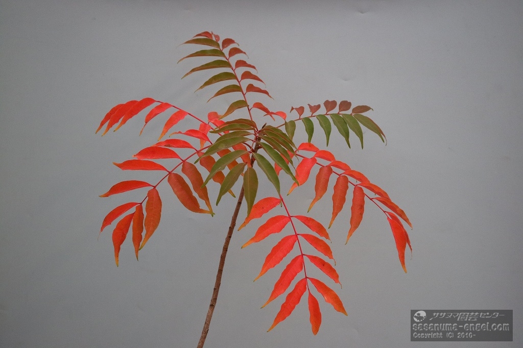 ハゼノキ(写真は令和6年のものです) ハゼノキ(写真は令和6年のものです)