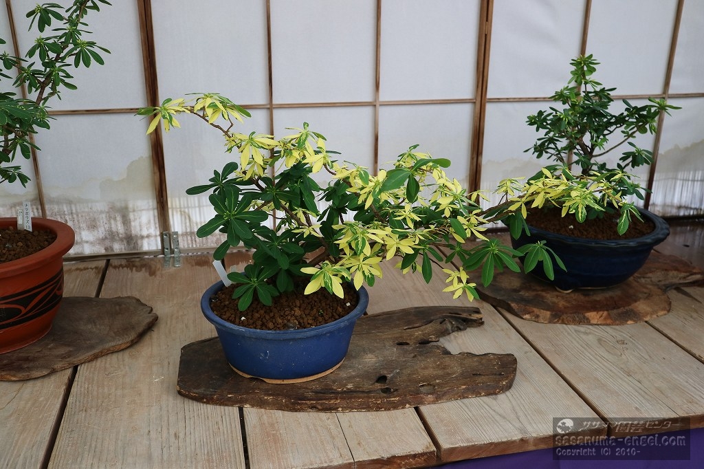 斑入りナツボウズ(写真は令和7年1月のものです) 斑入りナツボウズ(写真は令和7年1月のものです)