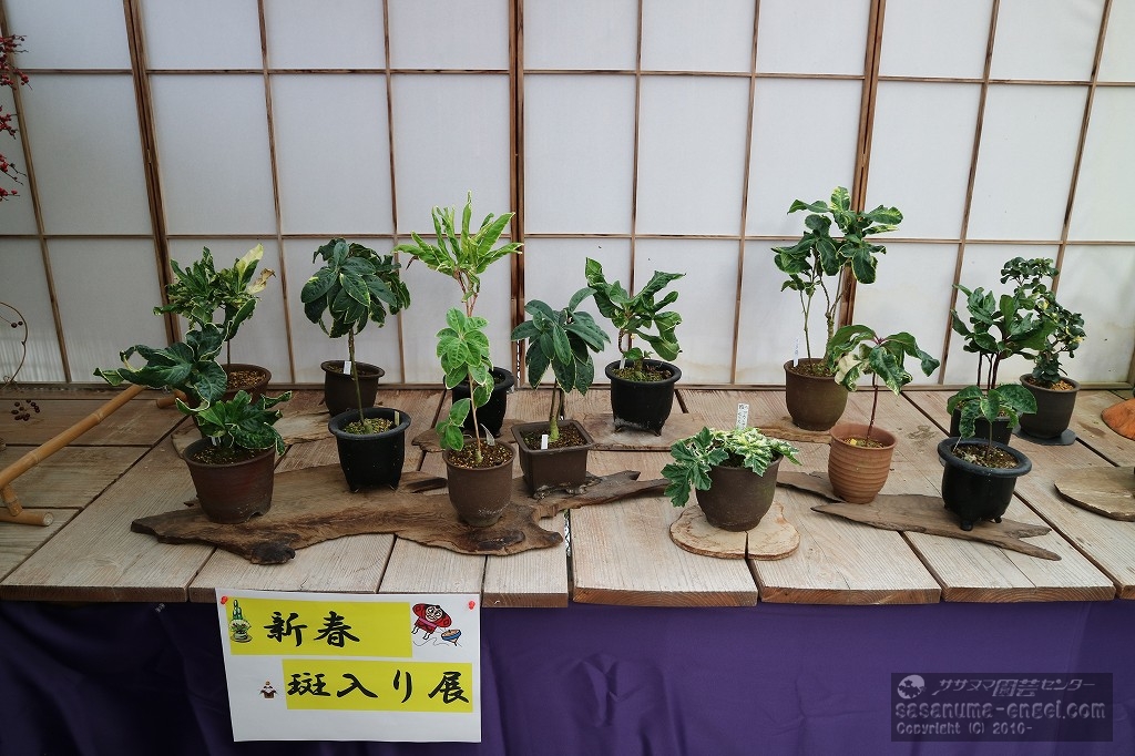 斑入りタチバナ(写真は令和7年1月のものです) 斑入りタチバナ(写真は令和7年1月のものです)